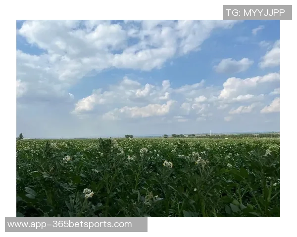 今日趣图：土豆开花的奇妙瞬间与枪手夺冠的美好期待